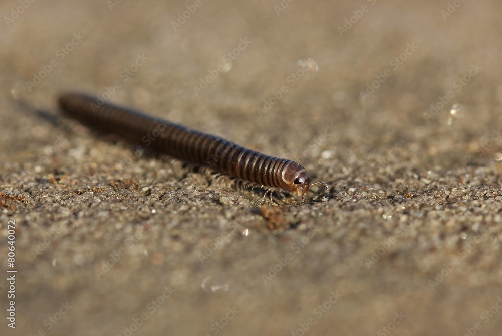Gemeiner Feldschnurfüßer (Cylindroiulus caeruleocinctus) Gemeiner Feldschnurfüßer (Cylindroiulus caeruleocinctus)