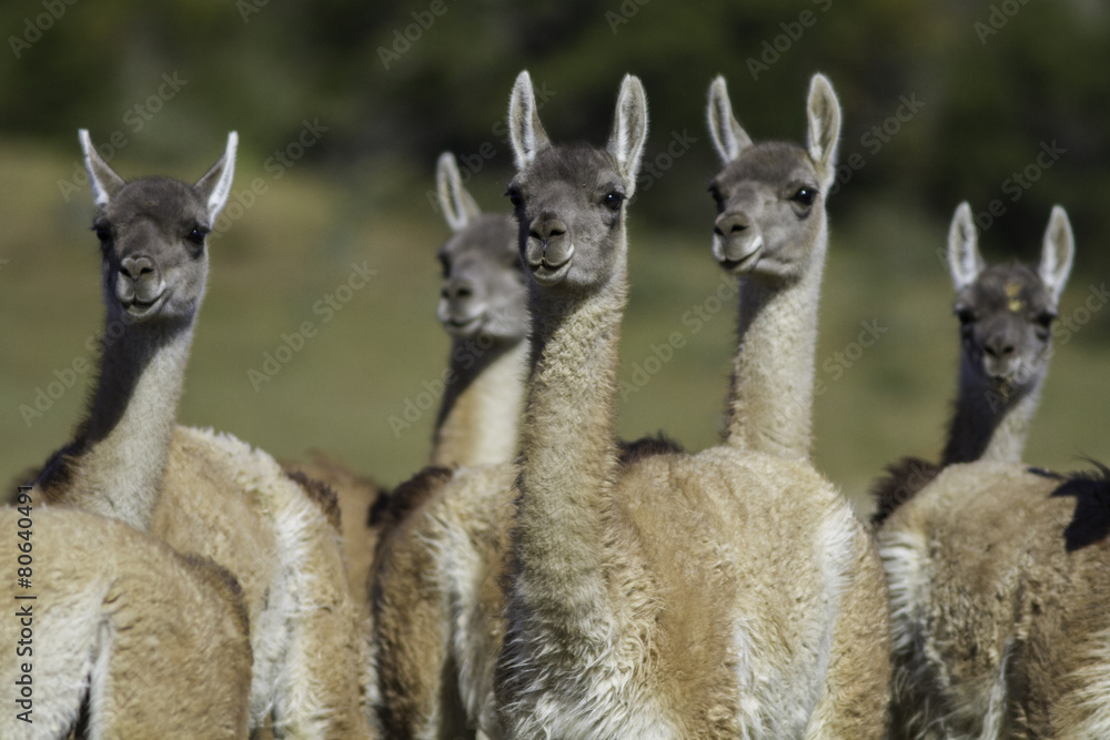 Obraz premium Guanaco Llama