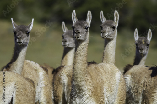 Guanaco Llama photo