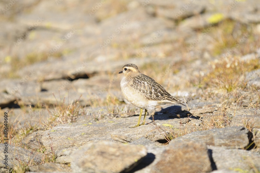 Eurasian Dotterel (Charadrius morinellus) Eurasian Dotterel (Charadrius morinellus)