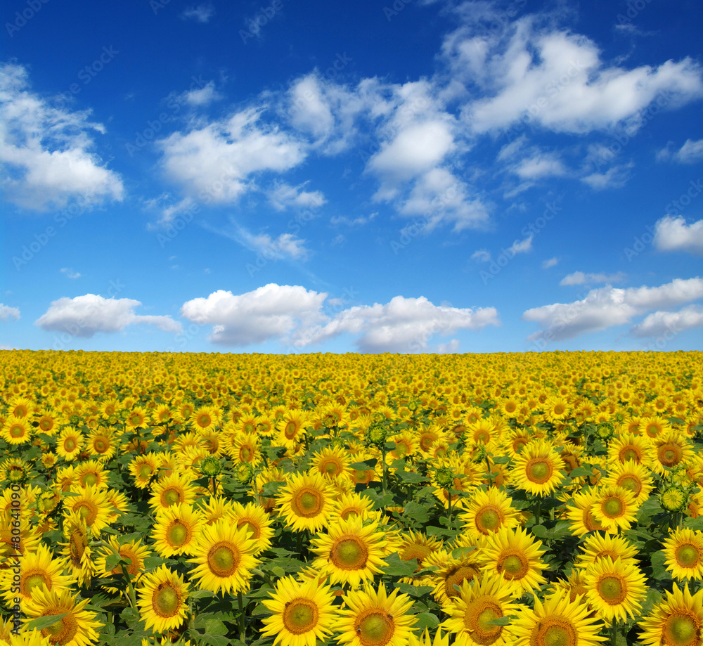 Fototapeta premium sunflowers field