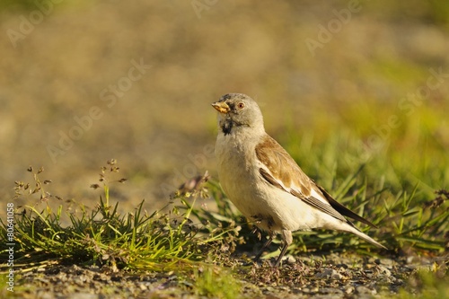 White-winged Snowfinch, or Snowfinch, Montifringilla nivalis photo