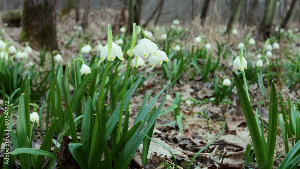 Herald of Spring. Lovely white and wild field Snowdrop Flower in Herald of Spring. Lovely white and wild field Snowdrop Flower in