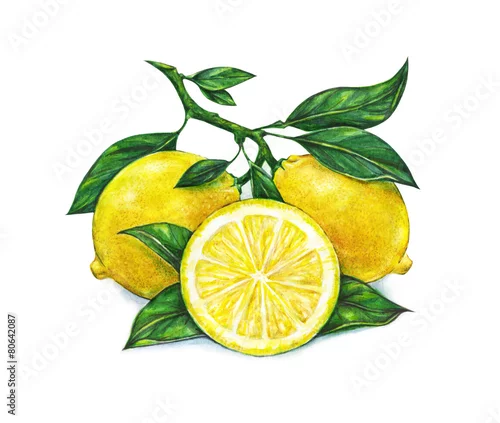 Naklejka na ścianę Akwarela, rysunek cytryny