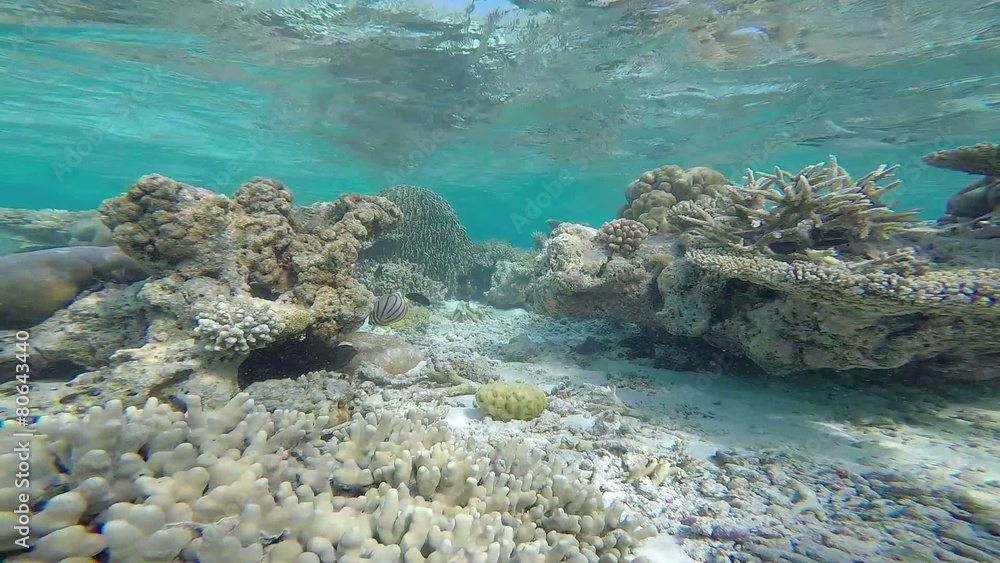 exotic marine life near Maldives island exotic marine life near Maldives island