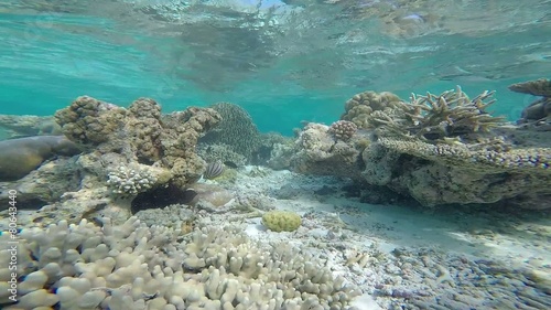 Wallpaper Mural exotic marine life near Maldives island Torontodigital.ca