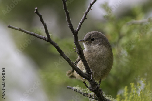 ave pequeña pajaro