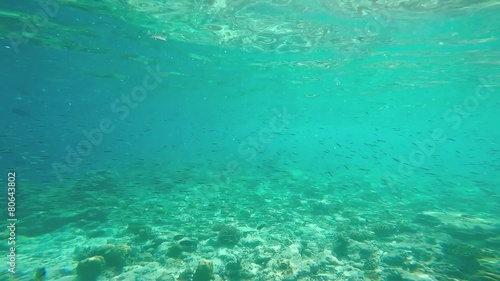 Wallpaper Mural exotic marine life near Maldives island Torontodigital.ca