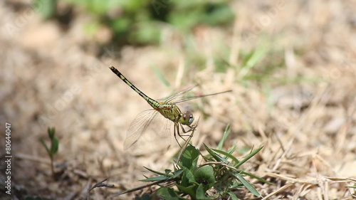 dragonfly on the grass