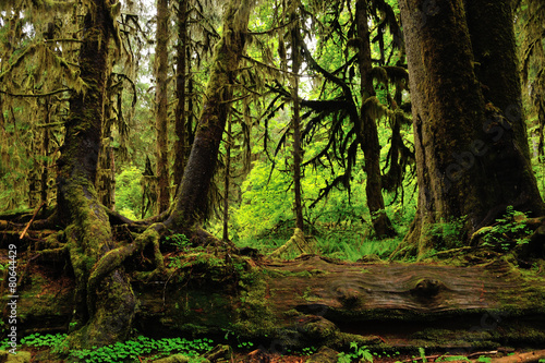 Hoh rainforest, Washington State © sphraner