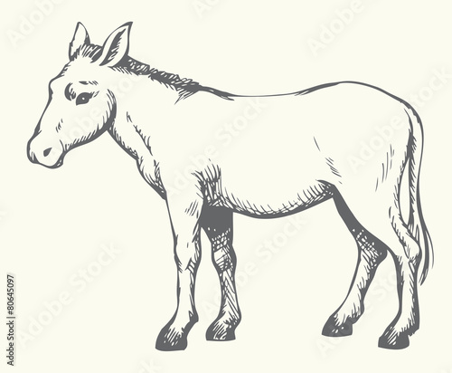 Donkey. Vector drawing