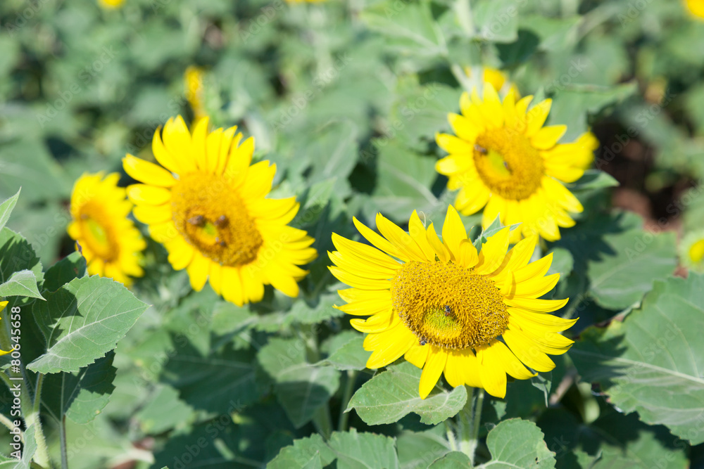 Sunflower in a field Sunflower in a field