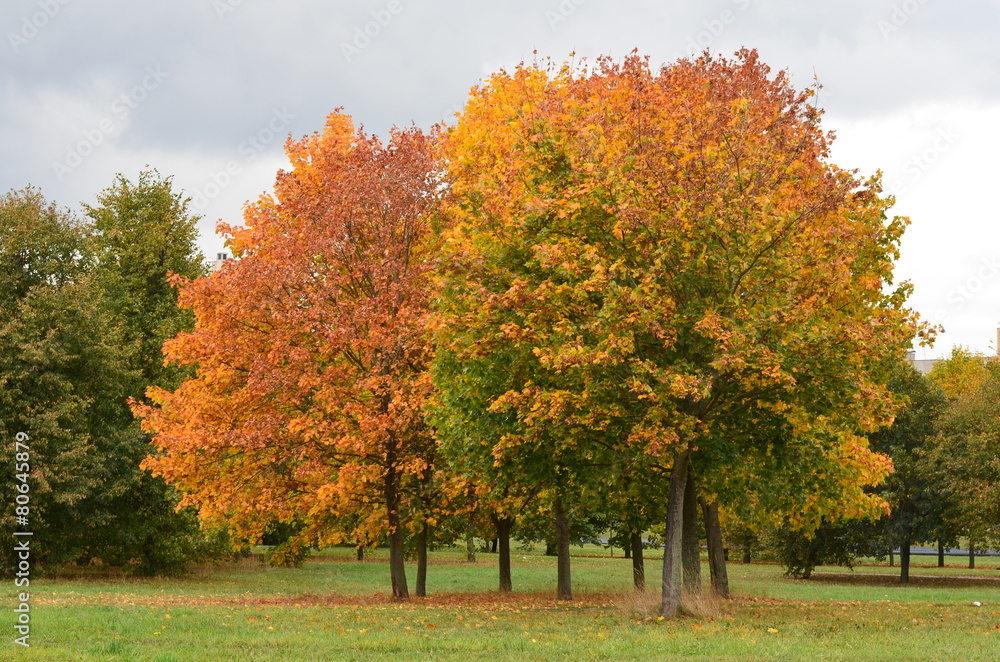 Naklejka premium Colourful tree