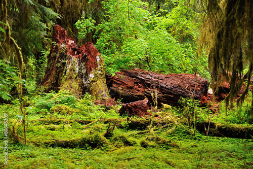 Hoh Rainforest in Olympic National Park in Washington state.