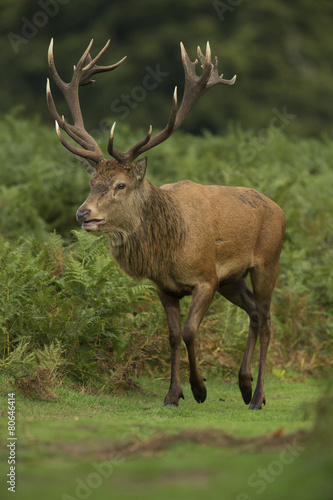 Red deer - Cervus elaphus