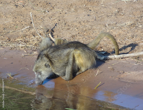 drinking baboon photo