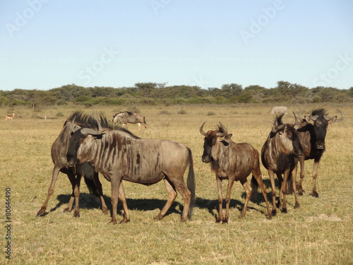 Wildebeests © PRILL Mediendesign