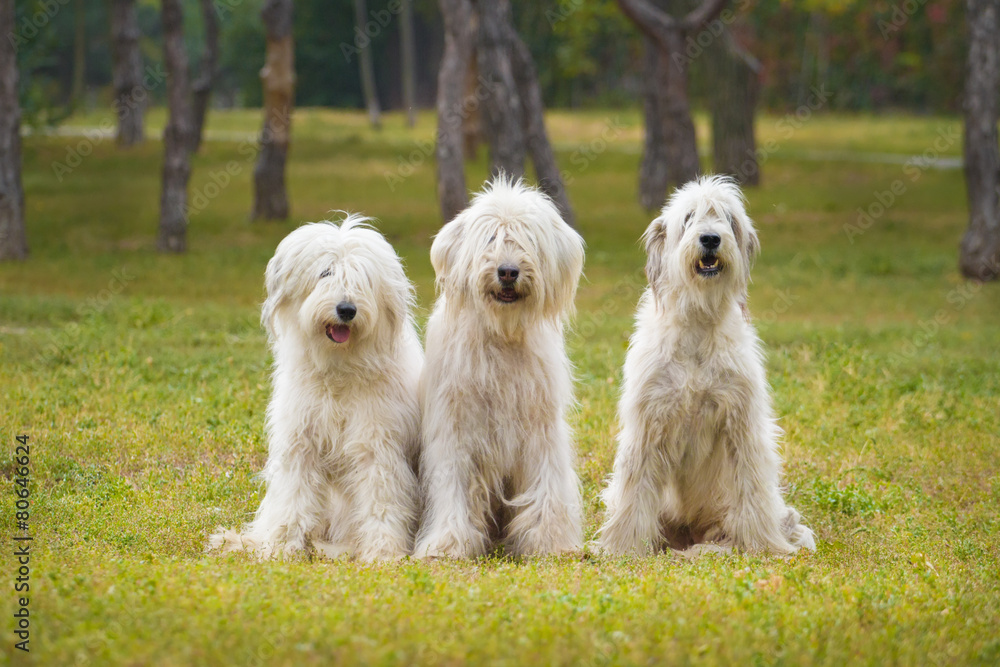 Three south Russian Sheep Dog
