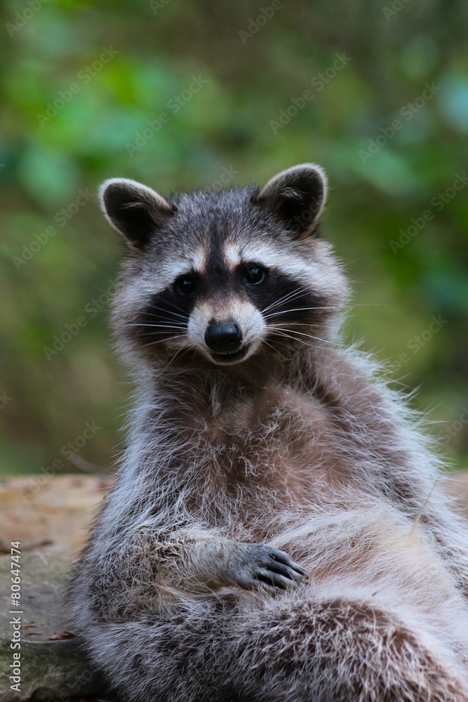 Fototapeta premium Waschbär