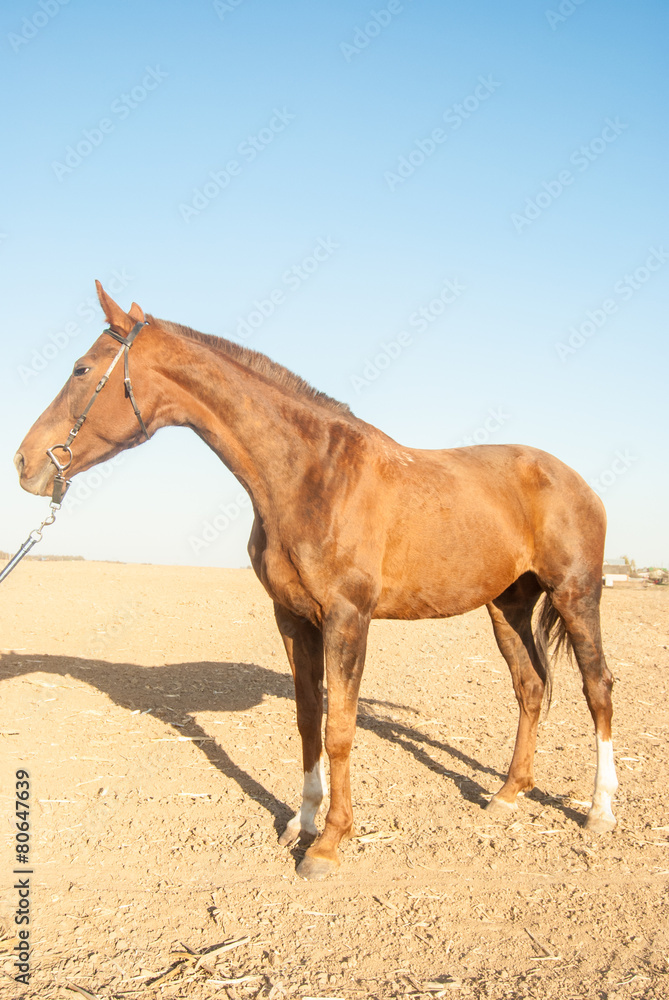 horse horse