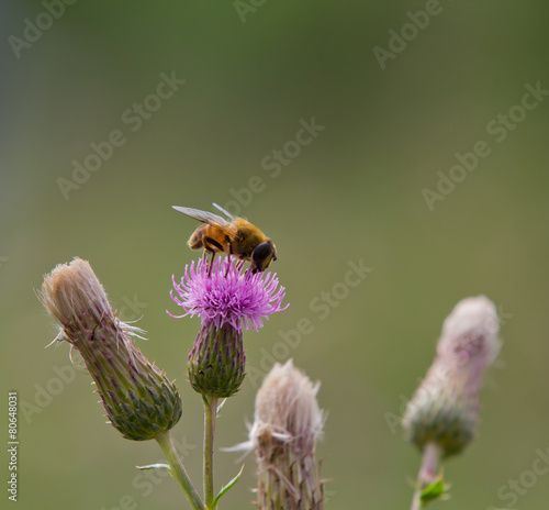 Bee visiting plumeless thistle for nectar photo