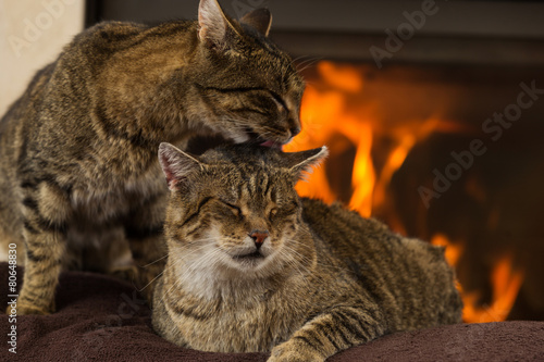 Fototapeta Naklejka Na Ścianę i Meble -  Cat In Front Of Fireplace 