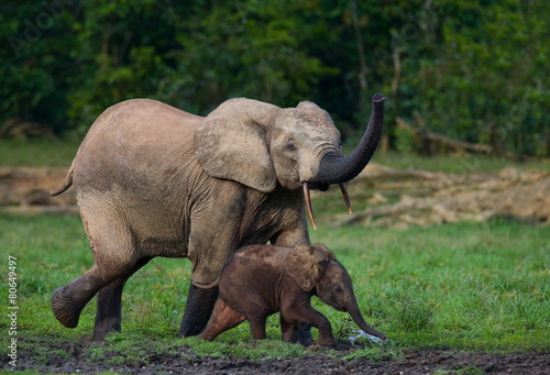 Forest elephant with a baby. Jungle.