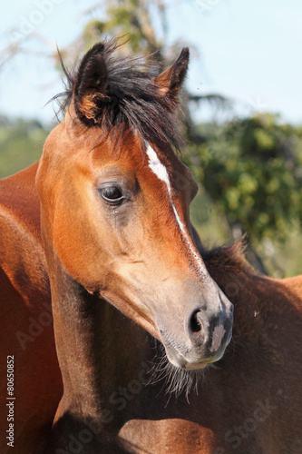 Purebred arabian horses © babalola