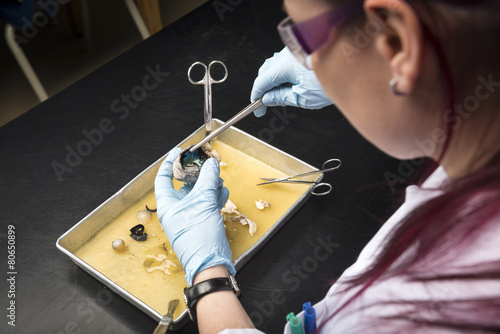 tecnician in school laboratory photo