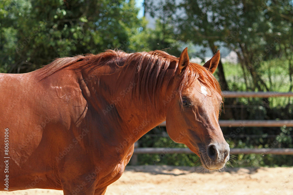 Fototapeta premium Purebred arabian horses