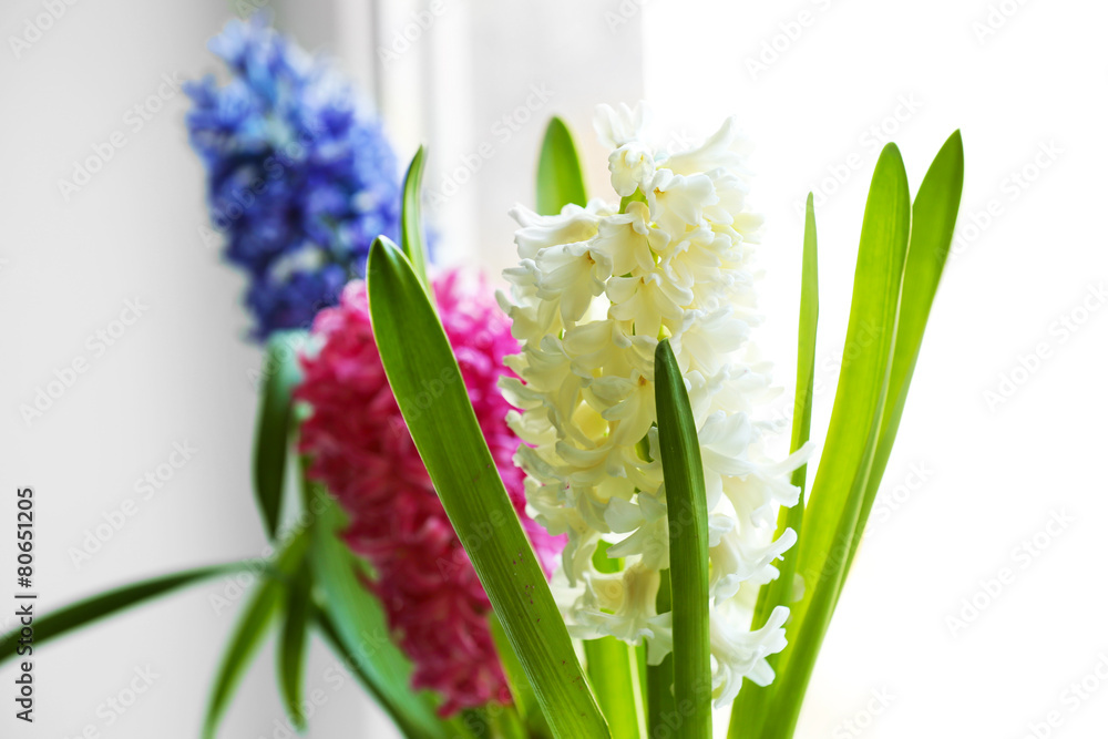 Obraz premium Beautiful hyacinths close up