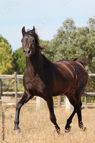 Purebred arabian horse