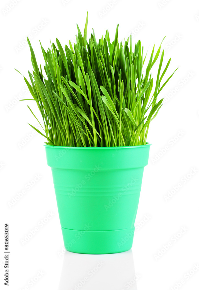 Green grass in pot isolated on white Green grass in pot isolated on white