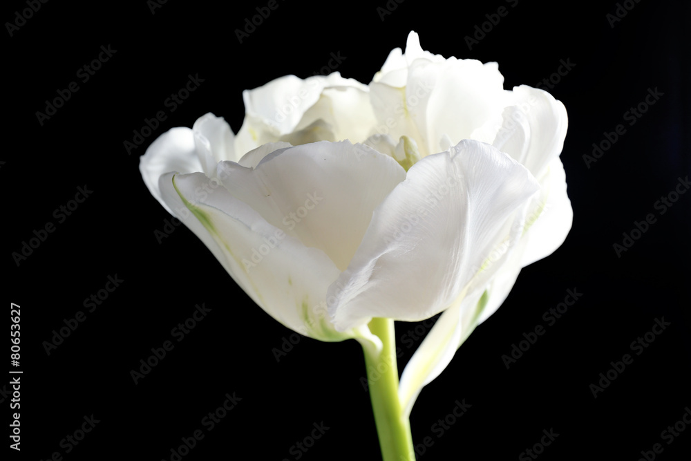 Fresh white tulip on black background Fresh white tulip on black background