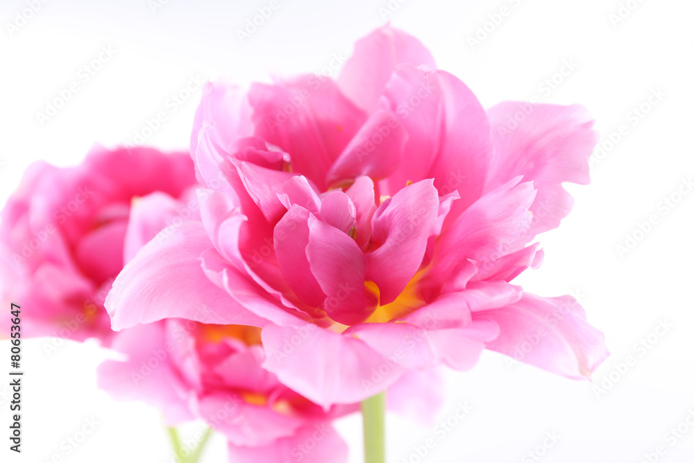 Pink tulips, closeup
