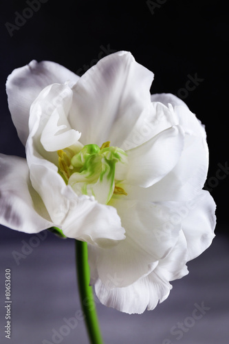 Fresh white tulip on gray background