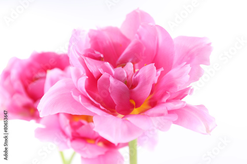 Pink tulips  closeup