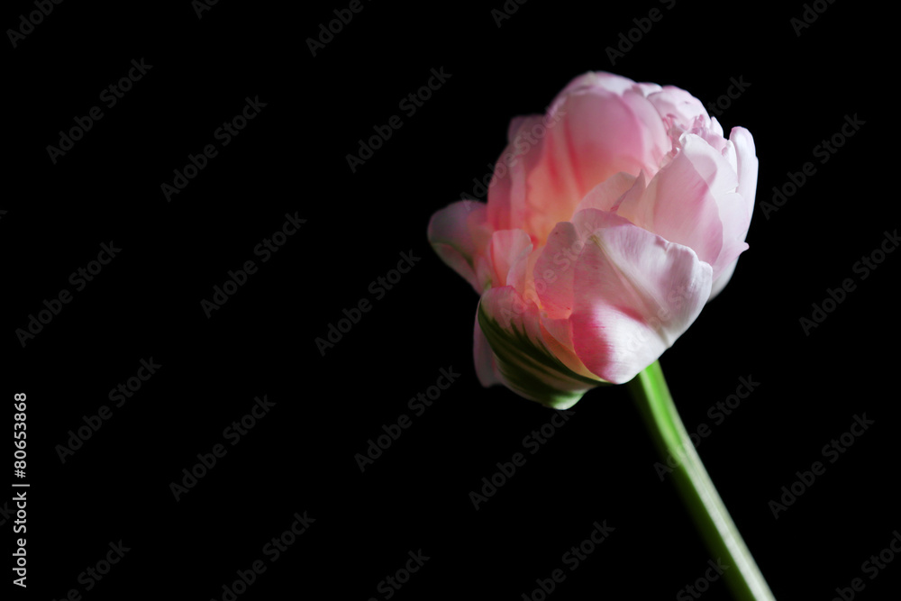 Fresh tulip on black background Fresh tulip on black background