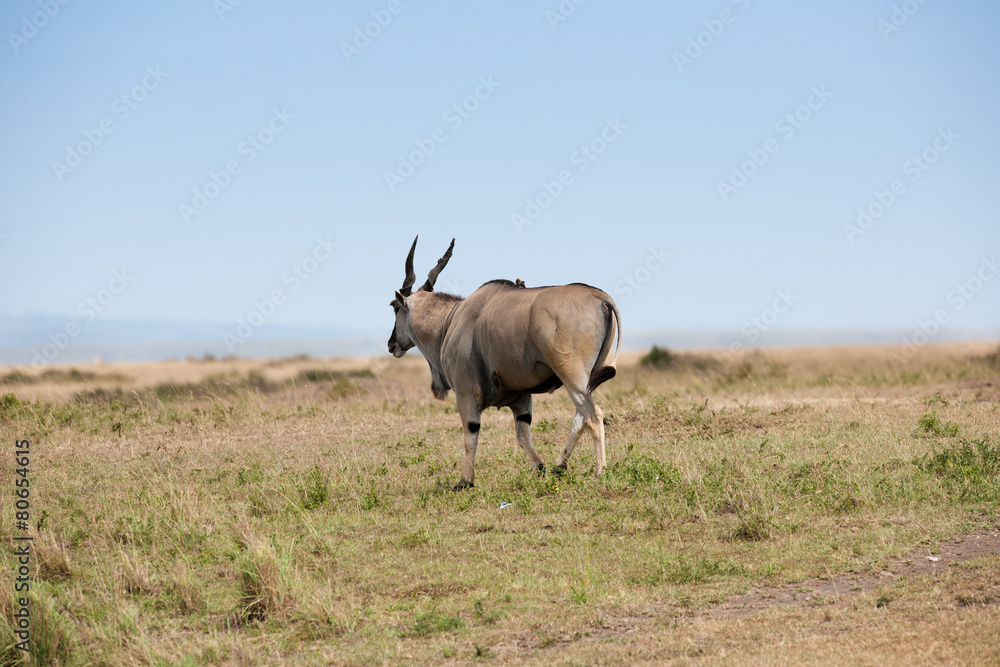 elanantelope in the Masai Mara elanantelope in the Masai Mara