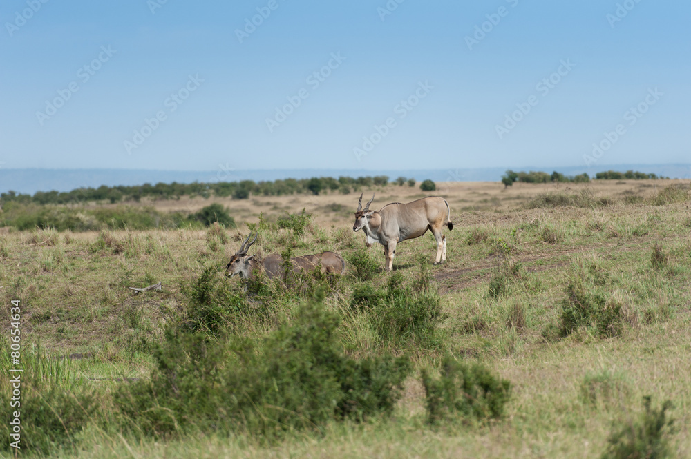 Fototapeta premium elanantelope in the Masai Mara