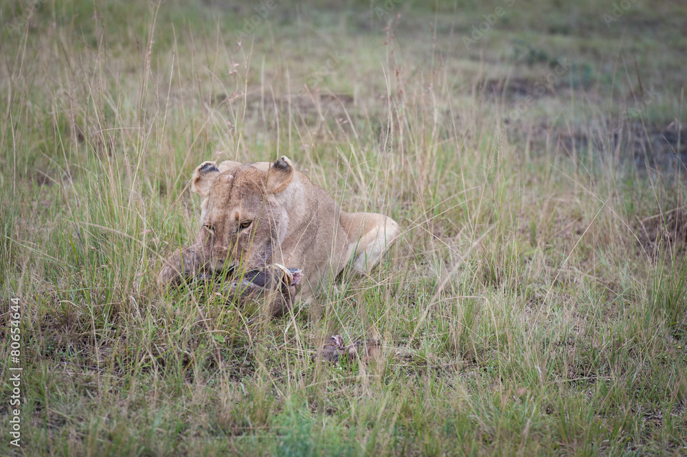 Lion lying in the savanna of Masai Mara Lion lying in the savanna of Masai Mara