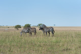 herd of zebras in the savanna of the Masai Mara