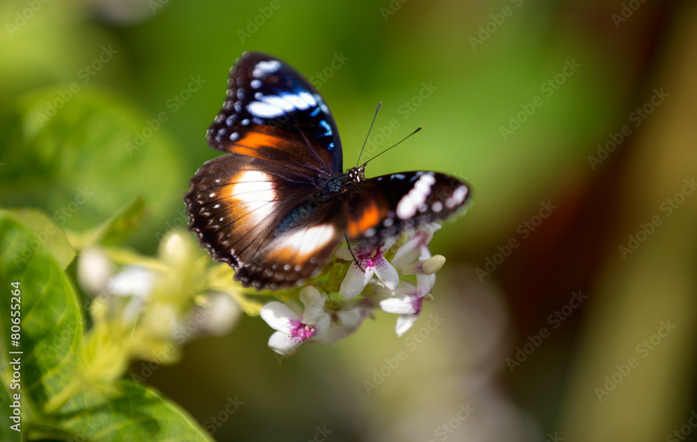 colorful butterfly feeding on a white flower colorful butterfly feeding on a white flower