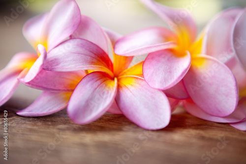 Close up of frangipani