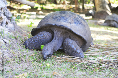 Aldabra giant tortoise eats grass photo