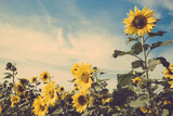 sunflower flower field blue sky vintage retro