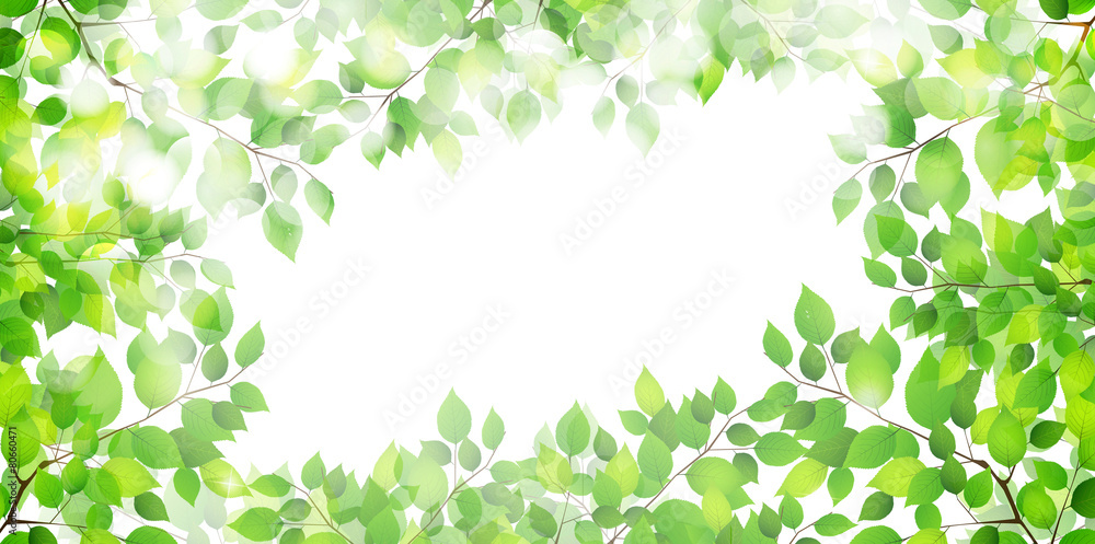 葉 新緑 背景 葉 新緑 背景