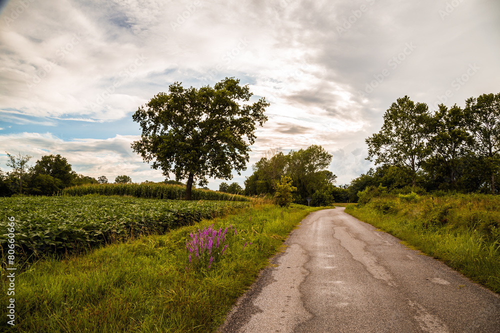 lonely tree on a country road