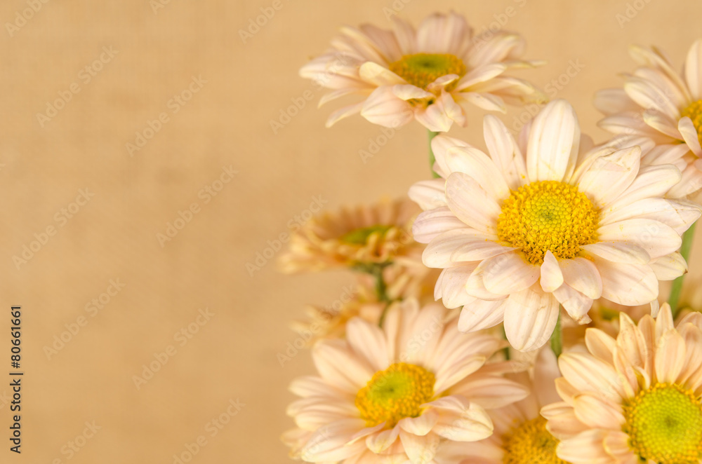 Fototapeta premium flowers background