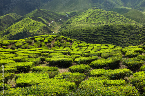 Tea plantation in the mountains © GVS